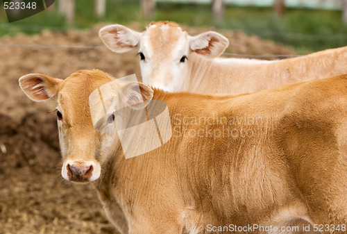 Image of Calf