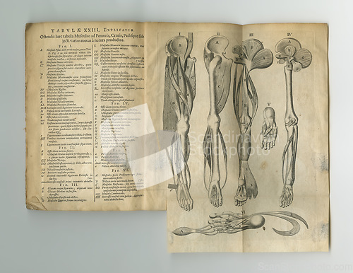 Image of Old book, vintage and anatomy of skeleton, human body parts or latin literature, manuscript or ancient scripture against a studio background. History novel, journal or illustration for study of bones