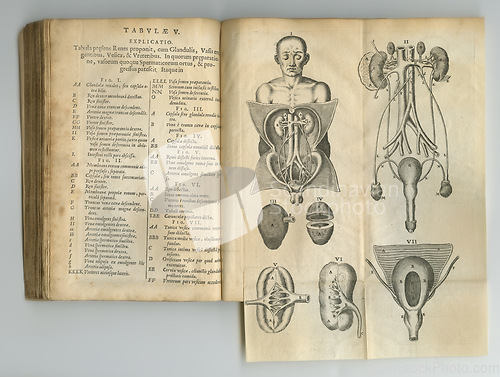 Image of Antique medical book, health and illustration anatomy sketch, human body drawing or vintage research of organ design. Latin language, journal notes or kidney process diagram for healthcare education