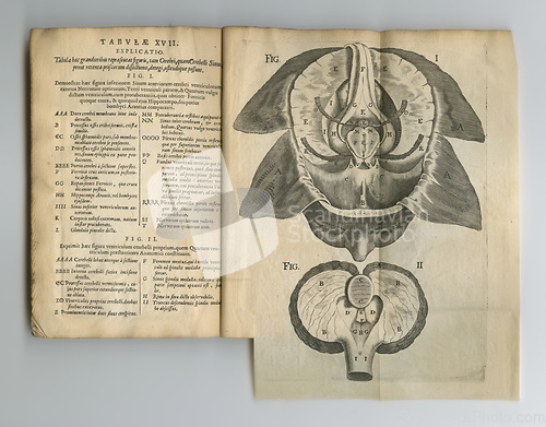 Image of Old book, vintage pages and anatomy in latin literature, manuscript or ancient antique scripture against a studio background. Closeup of historical novel, journal or history with illustration of mind