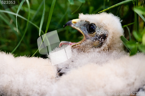 Image of Prairie Falcon Chick
