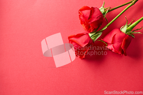 Image of three red roses