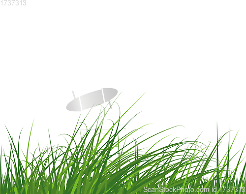 Image of Green Grass Meadow