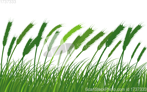 Image of Wheat Meadow Grass