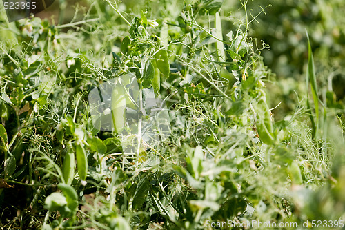 Image of Pea Field