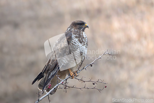 Image of bird of prey on a branch