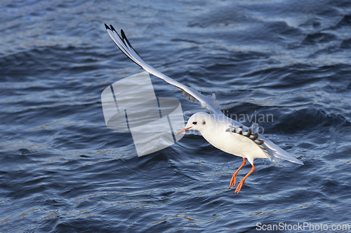 Image of black headed gull in winter plumage