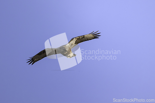 Image of marsh harrier in flight