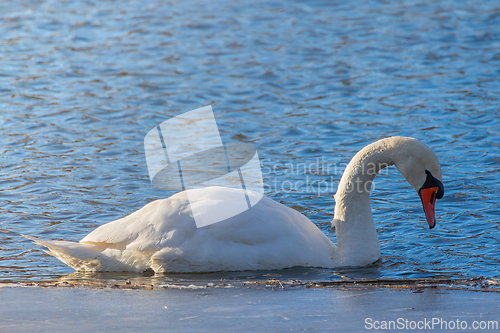 Image of mute swan on frozen lake