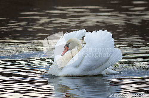 Image of mute swan on pond at dawn
