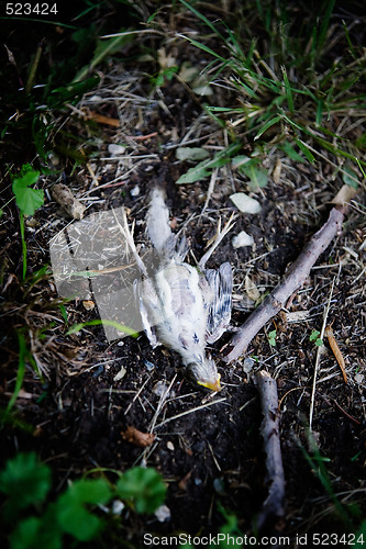 Image of Dead Bird Abstract