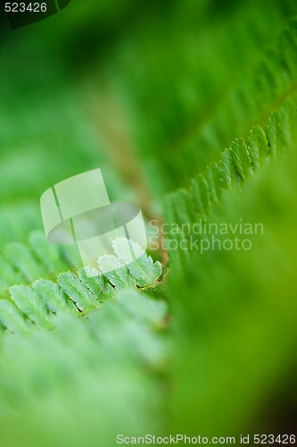 Image of Fern Background
