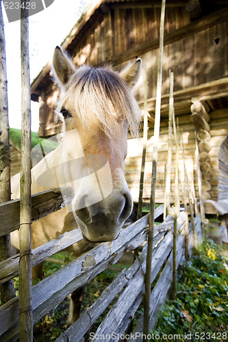 Image of Norwegian Fjord Horse