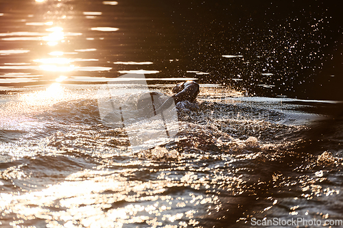 Image of Triathlon athlete swimming on lake in sunrise wearing wetsuit