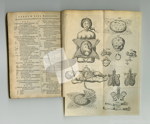 Image of Antique medical book, sketch and paper drawing, human body graphic or reference page explain anatomy. Latin language, journal notes and vintage skeleton diagram for rustic education or medicine info