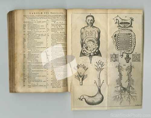 Image of Antique medical book, page and sketch of anatomy, human body drawing or research of stomach intestine organ. Latin language, healthcare journal or digestive system diagram for medicine education info