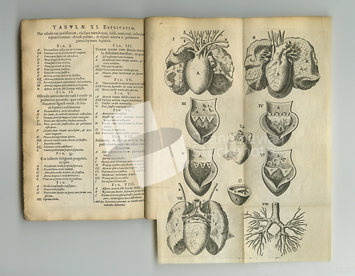 Image of Ancient medical book, sketch and health study of anatomy, heart process drawing or reference page with label information. Latin journal, organ and antique diagram for healthcare education knowledge