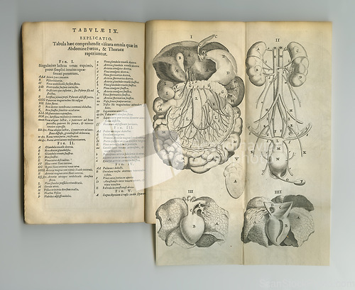 Image of Antique medical book, sketch and page of anatomy, intestines drawing or reference textbook for organ explanation. Latin language, journal and digestive system diagram for healthcare info or medicine