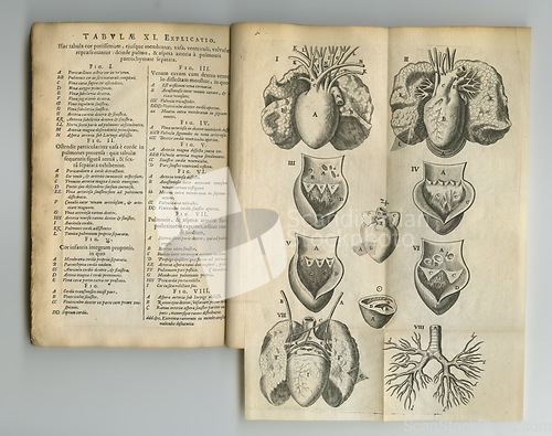 Image of Ancient medical book, paper sketch or health study of anatomy, heart process drawing or reference page with label info. Latin journal text, medicine or old antique diagram for organ disease treatment