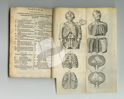 Image of Vintage medical book, sketch and study anatomy, human body drawing or reference page with ribcage explanation. Latin journal, bones and antique diagram for ancient healthcare pr medicine education