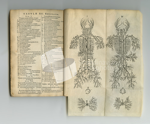 Image of Antique medical book, biology sketch and health study of vein anatomy, healing process drawing or learning information. Latin journal text, medicine science and old ancient diagram of nervous system