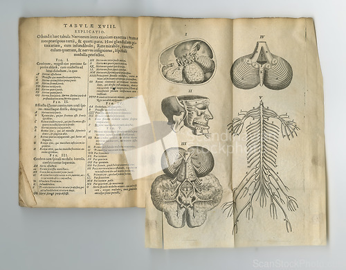 Image of Old book, vintage pages and anatomy study in latin literature, manuscript or ancient scripture against a studio background. Closeup of historical novel, journal or knowledge with research or history