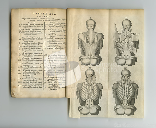 Image of Antique medical book, sketch and research of spine exam anatomy, human body drawing or reference page info. Latin language, journal notes or vintage diagram for ancient chiropractic education
