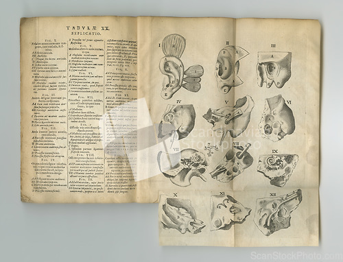 Image of Old book, vintage and anatomy study of the ear, hearing or body parts in latin literature, manuscript or ancient scripture against a studio background. Historical novel, journal or illustrations