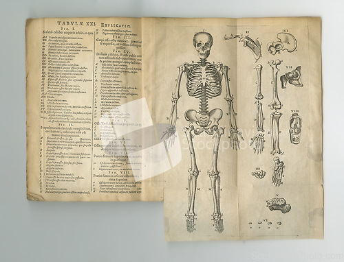 Image of Old book, vintage and anatomy or study of bones, human body parts or latin literature, manuscript or ancient scripture against a studio background. History novel, journal or research of skeleton