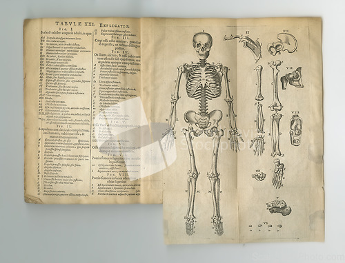 Image of Old book, vintage and anatomy study of skeleton body parts in latin literature, manuscript or ancient scripture against a studio background. Historical novel, journal or drawing of human bones