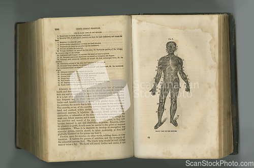 Image of Old book, vintage and anatomy of human muscle or body in literature, manuscript or ancient scripture against a studio background. History novel, journal or medical figure for the study of flesh