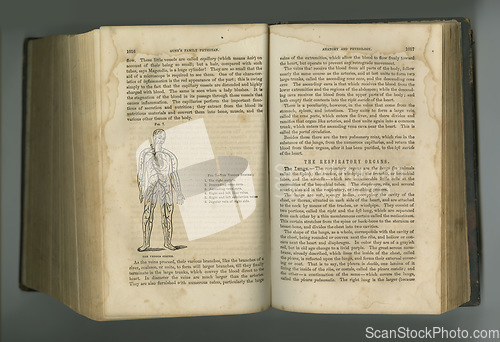 Image of Old book, pages and anatomy of respiratory system or body veins in manuscript, ancient scripture or literature against a studio background. Historical novel, journal or illustration of human research