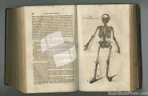 Image of Old book, vintage and anatomy of skeleton bones or parts in literature, manuscript or ancient scripture against a studio background. History novel, journal or text in study of the human body