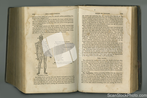 Image of Old book, vintage and anatomy of human body, veins or muscles in literature, manuscript or ancient scripture against a studio background. History novel, journal or illustration of study or research