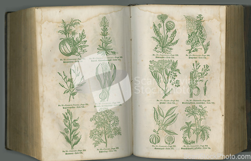 Image of Old book, plants and herbs in study for biology, medical or ancient vintage pages against studio background. Historical novel, botanical journal or illustration of natural medieval remedy or cure