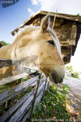 Image of Norwegian Fjord Horse