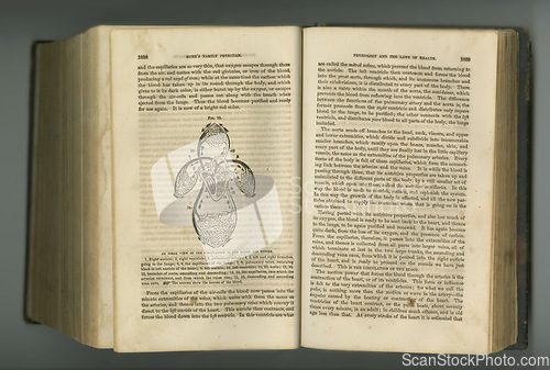 Image of Old book, vintage and medical journal for health study or anatomy in manuscript, ancient scripture or literature against a studio background. Historical novel or figure of body artery or research