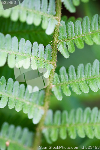 Image of Fern Background