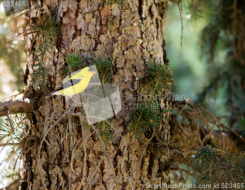 Image of Goldfinch