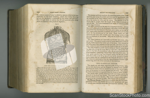 Image of Old book, vintage and anatomy study of digestive system in manuscript, ancient scripture or literature against a studio background. Historical novel, journal or medicine of body digestion glands