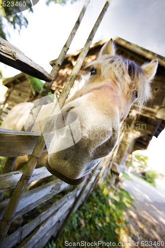 Image of Crazy Horse