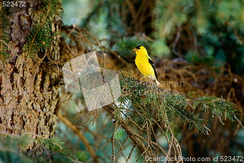 Image of Gold Finch