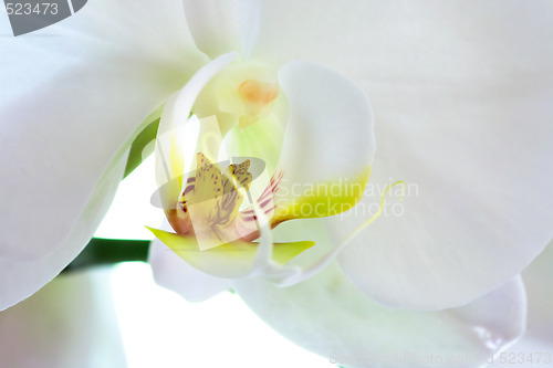 Image of Orchid Macro