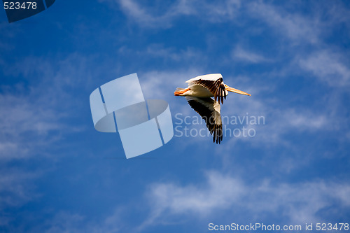 Image of Pelican in Flight