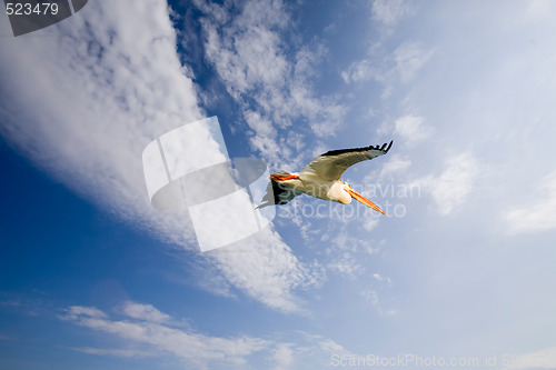 Image of Pelican in Flight