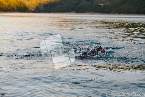 Image of Triathlon athlete swimming on lake in sunrise wearing wetsuit