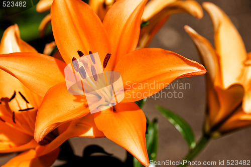 Image of Orange Lilly
