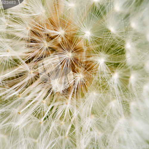 Image of Dandelion Background