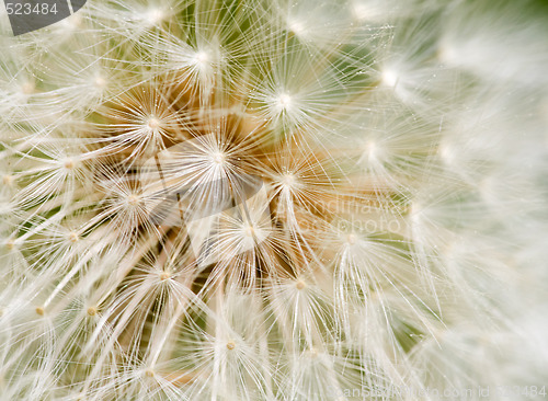 Image of Dandelion Seed texture