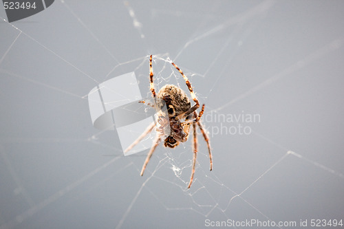 Image of Spider